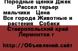 Породные щенки Джек Рассел терьер-мальчики › Цена ­ 40 000 - Все города Животные и растения » Собаки   . Ставропольский край,Лермонтов г.